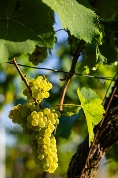 Vineyard with Hibernal near Cejkovice, Southern Moravia, Czech Republic