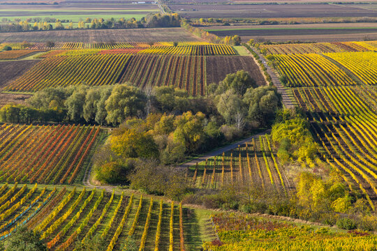 Autumn vineyard near Velke Bilovice, Southern Moravia, Czech Republic