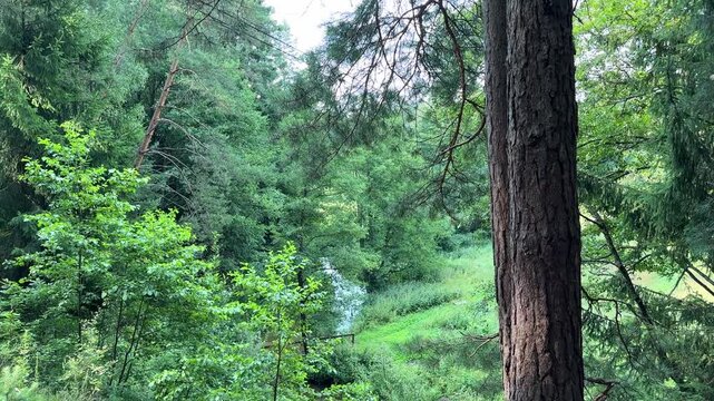 Wild pine forest landscape featuring massive tree root system and small flowing stream. Thick green overgrown woodland vegetation along quiet river bank in summer wilderness. Untouched