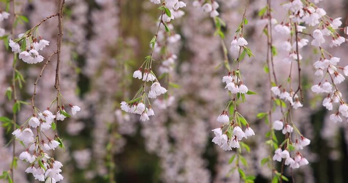 風に揺れる枝垂れ桜