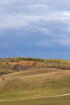 sheep near Eger, Matra a Bukk mountains, Heves, Hungary