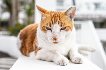 Ginger and white cat lying on a white ledge with paws crossed looking down sleepily.