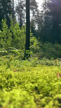 Low angle view of mixed forest floor covered in green moss and plants. Looking up from woodland bottom towards deciduous and pine tree canopies. Vibrant green summer flora carpet in wild
