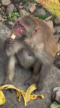 Macaque monkey eating a banana while sitting on the ground in India