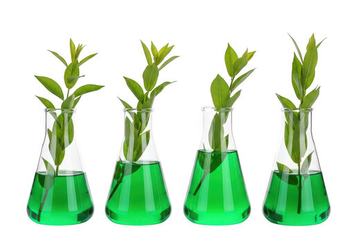 Four erlenmeyer flasks containing green liquid and plant stems on transparent background