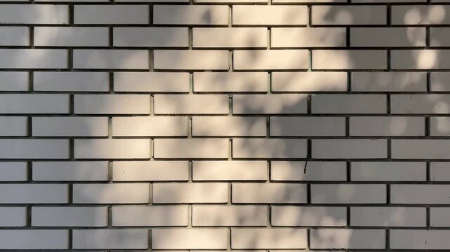 White Brick Wall with Leaf Shadows