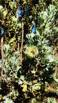 Vertical video of busy honey bee landing on a yellow Banksia flower to collect nectar during a clear sunny day in a wild Australian forest landscape