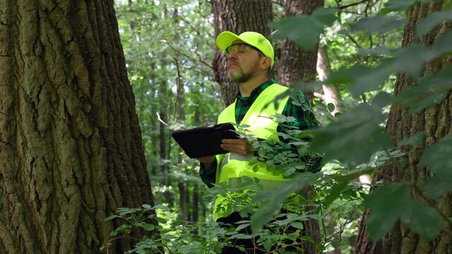 Male forest inspector or ecologist analysing tree health data on a digital tablet in a wild forest. Forestry, environmental monitoring, biodiversity conservation, and ecosystem protection.