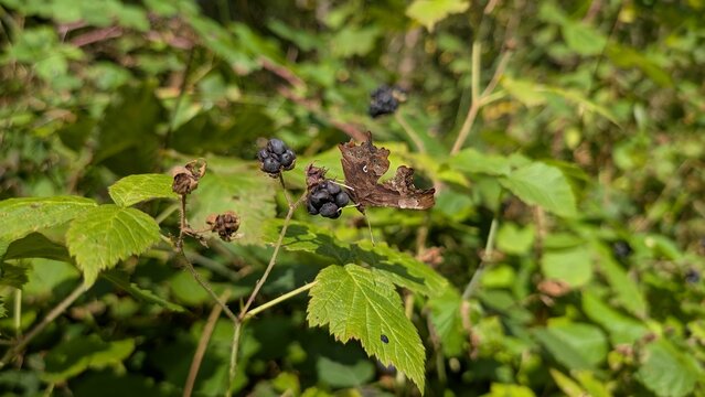 Comma butterfly Polygonia c-album on Dewberries