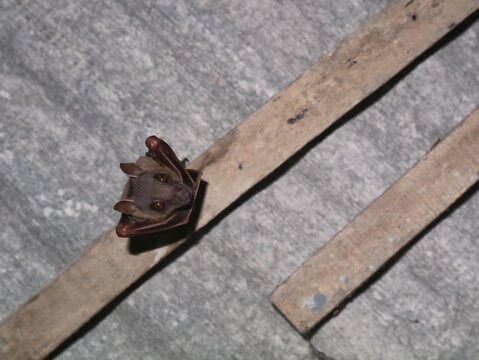 Close up portrait of a small fruit bat peeking over a wooden beam under a roof. Cute nocturnal mammal looking directly at the camera. Great for wildlife, zoology, and halloween projects