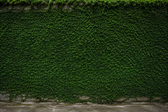 ush Green Hedge Wall Texture, Dense Foliage Privacy Fence Background