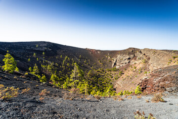 Volcanic crater cone with pine trees growing inside San Antonio Volcano, La Palma. © Jason Wells