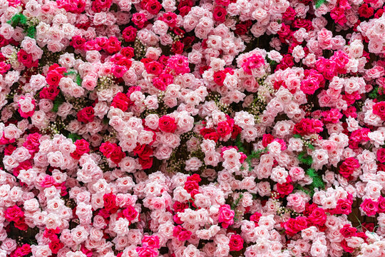 pink artificial rose background ,natural texture