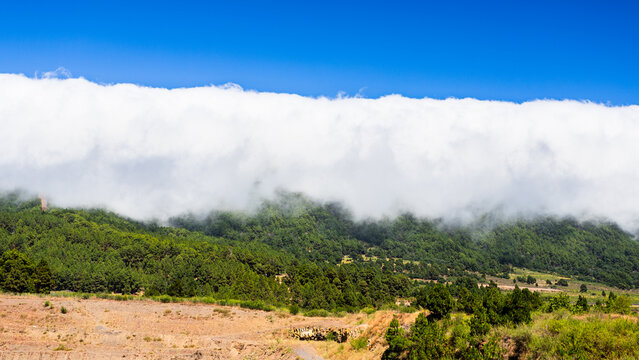White sea of clouds rolling over green pine mountain ridge in La Palma