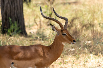 Naklejka premium Close-up portrait of a male impala with magnificent horns, Tarangire National Park, Tanzania
