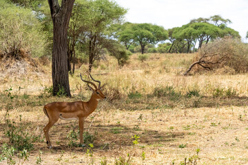 Wild African impala antelope under the shade of a tree, Tarangire National Park, Tanzania © Markus Lechtenböhmer