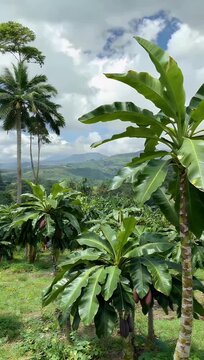 Cinematic 4K agricultural footage documenting the rich cocoa pod harvest on a plantation in southern Brazil showcasing sustainable farming methods in a leading global cocoa-producing hub