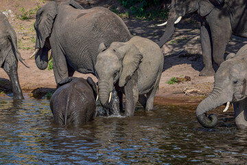 Elephant family drinking and playing in river water, South Africa © ellieclare