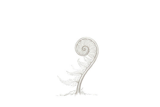 Disegno a matita di una giovane felce arrotolata, un germoglio di pianta che cresce in primavera, isolato su uno sfondo bianco pulito con uno stile artistico minimale e delicato.