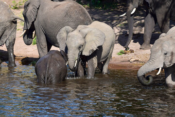 Elephant family gathered drinking at river, South Africa © ellieclare