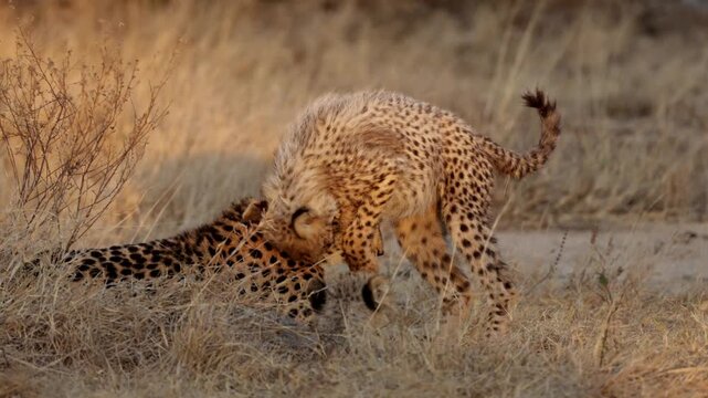  The female cheetah is watching two cubs play