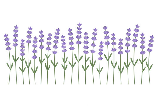 Illustrazione vettoriale di un bordo floreale con fiori di lavanda viola stilizzati su sfondo bianco, ideale per design decorativo, inviti di nozze o progetti grafici naturali.