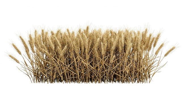 Un cespuglio di spighe di grano dorato maturo isolato su sfondo bianco, perfetto per composizioni grafiche agricole, design di prodotti alimentari o progetti legati alla natura e al raccolto.