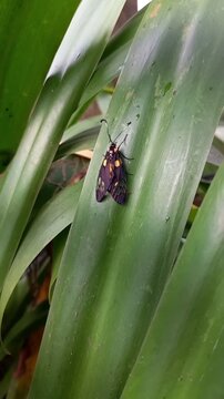 Close Up Moth Resting on Green Leaf Swaying In the Wind