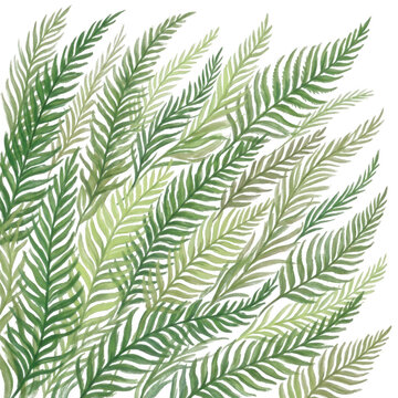Illustrazione botanica ad acquerello raffigurante foglie di felce verdi disposte in un motivo dinamico e naturale su sfondo bianco, ideale per design naturale, decorazioni eleganti e progetti grafici.
