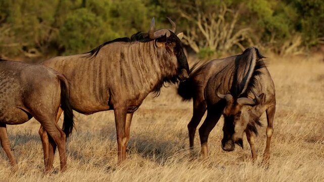  a blue wildebeest bull following a cow