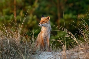 Naklejka premium Red fox sitting calmly in coastal sand dunes at sunset