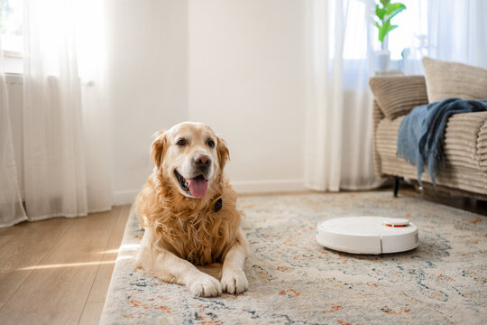 Golden Retriever near robot vacuum