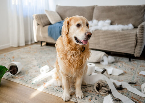 Golden Retriever sitting among shredded toilet paper rolls