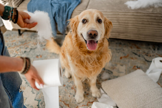 Golden Retriever making a mess with paper in living room
