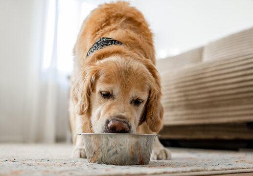 Golden Retriever eating from a bowl