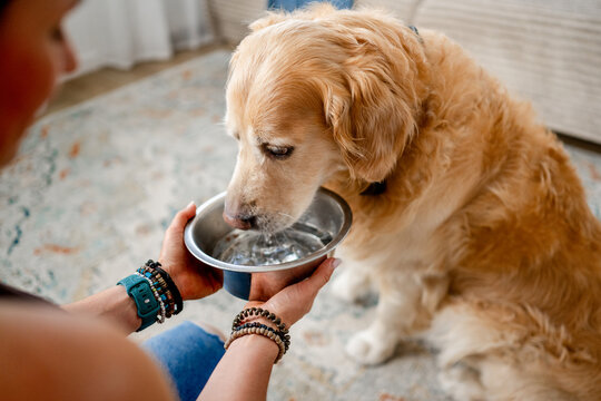 Golden Retriever drinking water from bowl held by person