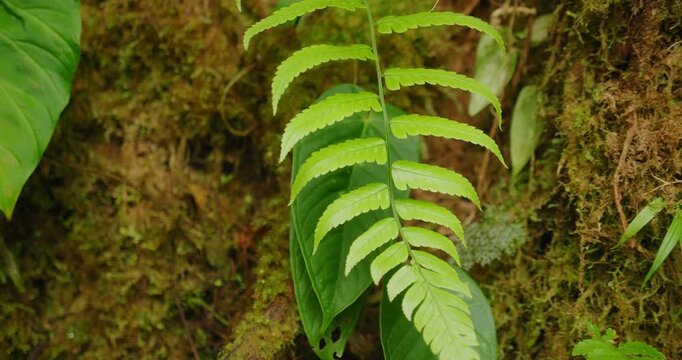 A close view of bright green leaf detail tropical forest during summer travel
