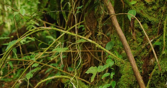 Moss covered branch in dense lush green tropical forest of Costa Rica