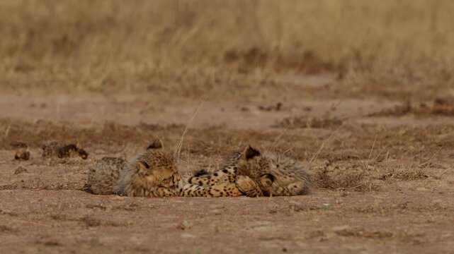 
The two cheetah cubs are playing