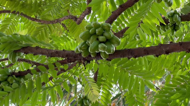 Averrhoa Bilimbi Tree Loaded with Fresh Green Fruits for Cooking