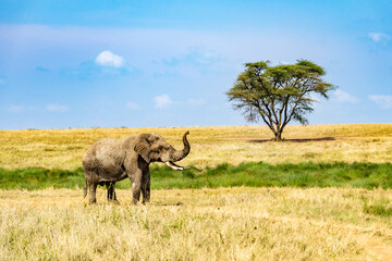 African elephant lifting trunk in the vast savanna of Serengeti National Park, Tanzania © Markus Lechtenböhmer