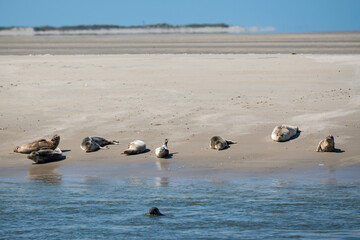 common seals Phoca vitulina basking in the sun on sandy wadden Island beach Ameland the Netherlands. Natural Dutch north sea wildlife  © drew
