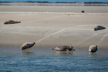 common seals Phoca vitulina basking in the sun on sandy wadden Island beach Ameland the Netherlands. Natural Dutch north sea wildlife  © drew