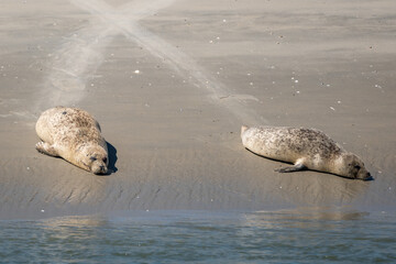 common seals Phoca vitulina basking in the sun on sandy wadden Island beach Ameland the Netherlands. Natural Dutch north sea wildlife  © drew