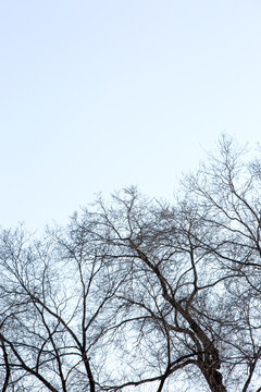 Bare Tree Branches Silhouetted Against a Pale Blue Sky