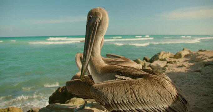 Brown pelican resting on rocky shoreline with turquoise Caribbean Sea and ocean waves in Tulum, Mexico, tropical coastal wildlife and nature travel destination
