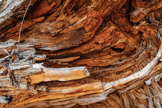 tree bark texture