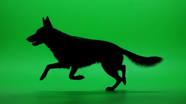 German Shepherd Silhouette running motion on green screen background cinematic