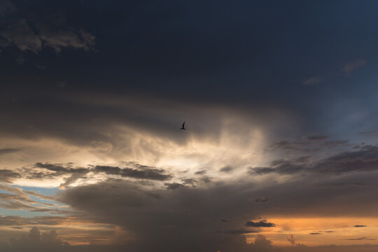 A single bird flying infant of  dark cloud scape