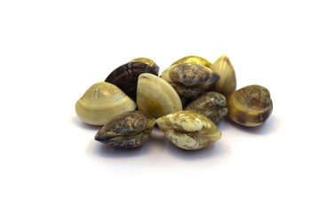 Closed up fresh baby clams. venus shell. shellfish. carpet clams. Food from nature. as raw food from the sea are the seafood ingredients. fresh clams isolated on white background © Pisan